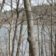 Woodsviewfreshpondresevoir_card