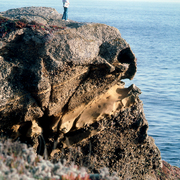 Rock-california_card