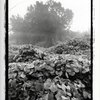 Kudzu_thumb