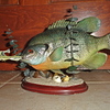 Dsc07742_thumb