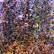 Cobweb_card