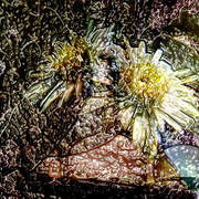 Bundy_daisies