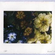 Pans__card