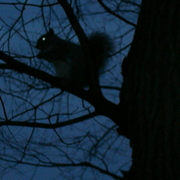 Thediningsquirrelintree_card