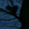 Thediningsquirrelintree_thumb