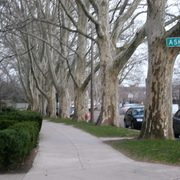 Theelephanttrees_card