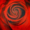 Red_rose_thumb