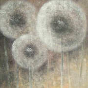Paardebloemen_copy_card