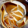 Ecu-white-rose_thumb