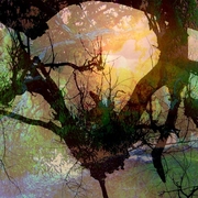 Litta_bella_trees