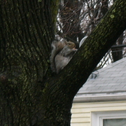 Thesquirrelneighbor_card