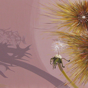 Metamorfoza_blog3_card
