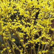 Forsythiabush_card