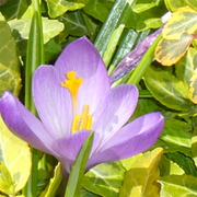Lonecrocusupclose_card