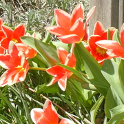 Neighborstullipsredwhite_card
