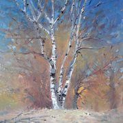 Birch_tree__singel