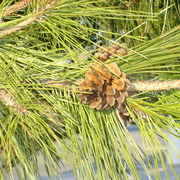 Thepinecone_card