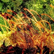 Stamens_card