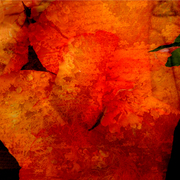 Garden_canna_lily_4