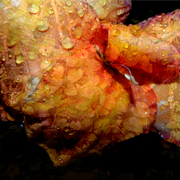 Garden_canna_lily_2_bes