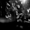 Dodo_veneziano_holga4_thumb