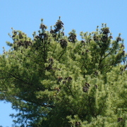 Largepinetreewithlotsofcones_card