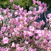 Gardeniabush_card