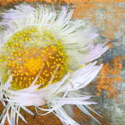 Sunflower_days_card