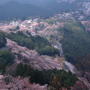 Yoshino-3_card