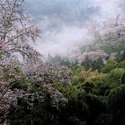 Mt_yoshino-1_card