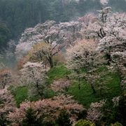 Mt_yoshino-2_card