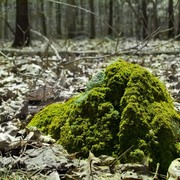 Mossforsite_card