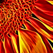 Flower_it_card