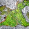 Rock_lives_with_algae_thumb