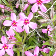 Creepingphlox_card