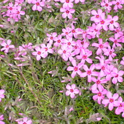 Creepingphlox2_card