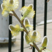 Pussywillowbush_card