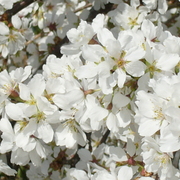 Dwarfweepingcherrytree_card