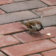 Cafesparrow_card