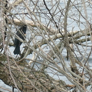 Starling_card