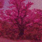 Albero800_card