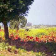 Panoramasegesta800_card