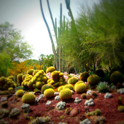 Cactusgarden1display_card