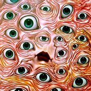 Velvet_mouth_large2exto_card