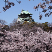 Osaka______card