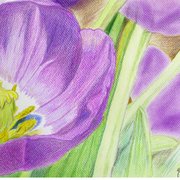 Tulipan_morado_card