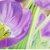 Tulipan_morado_tiny_square
