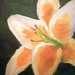 Lily_square