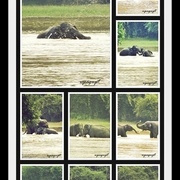 Wild-horz_card