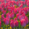 Tulips_thumb